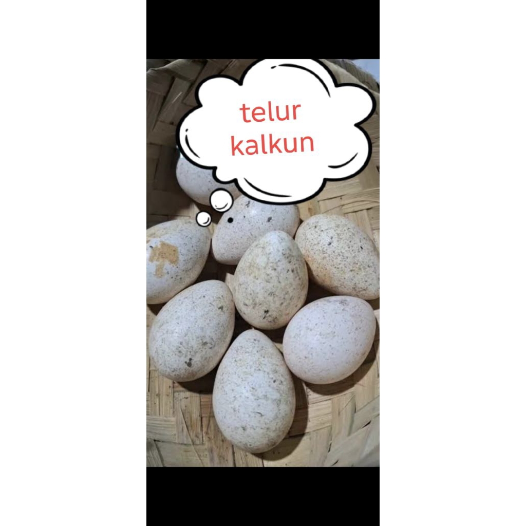 telur ayam kalkun fertil(bisa ditetaskan)