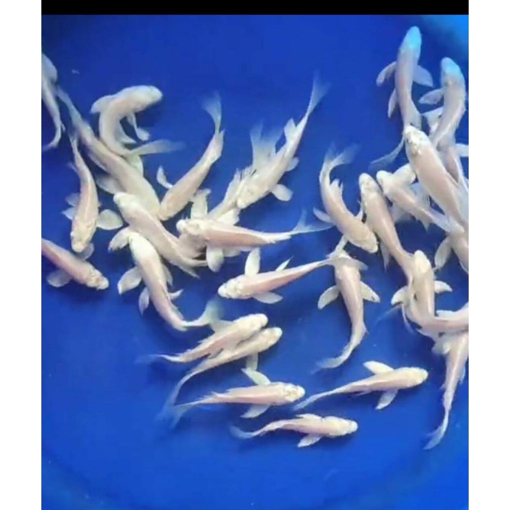 promo koi platinum isi 5 ukuran 5.7cm