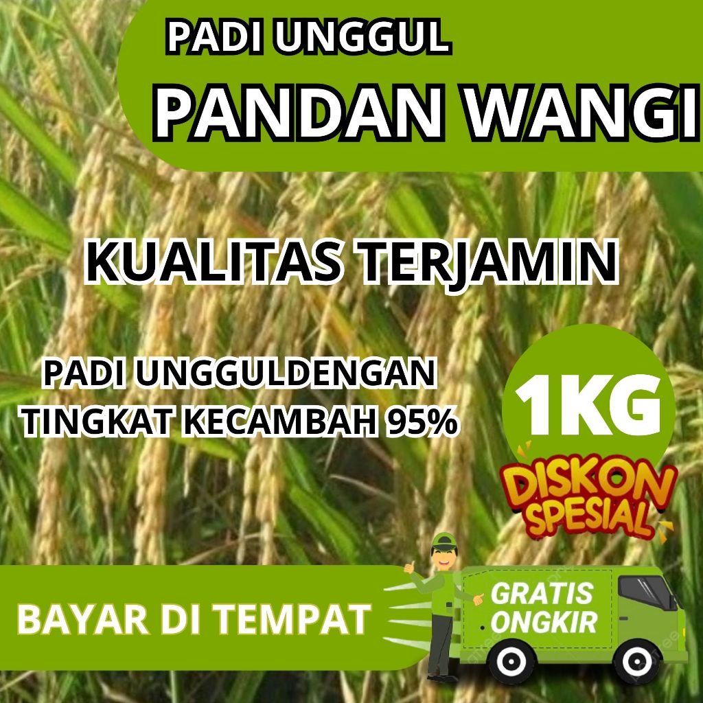 Padi Unggul Pandan Wangi / Padi Super Pandan Wangi / Padi Pandan Wangi Kemasan Premium / Biji Padi K