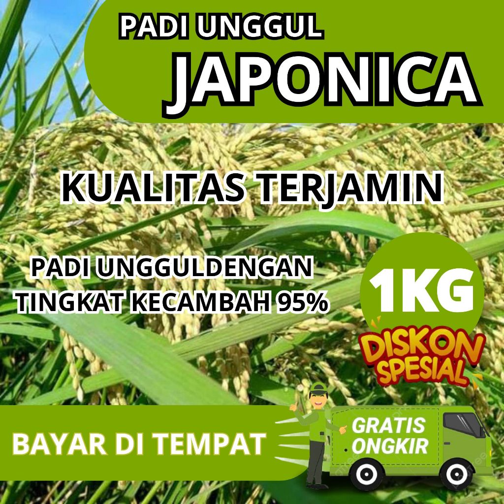 Benih Padi Jepang Japonica 1kg tahan roboh kualitas mantap