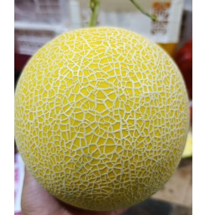 melon premium melon inthanon