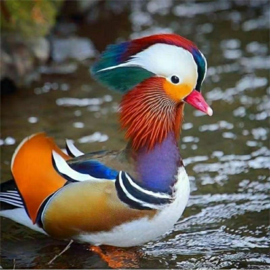 TELUR FERTIL BEBEK MANDARIN BISA DI TETASKAN