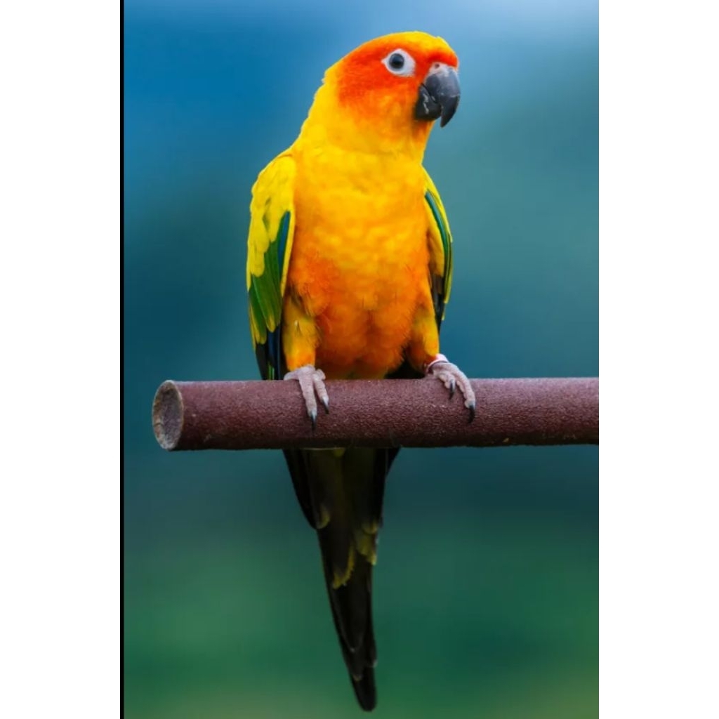 Burung sun conure jinak total