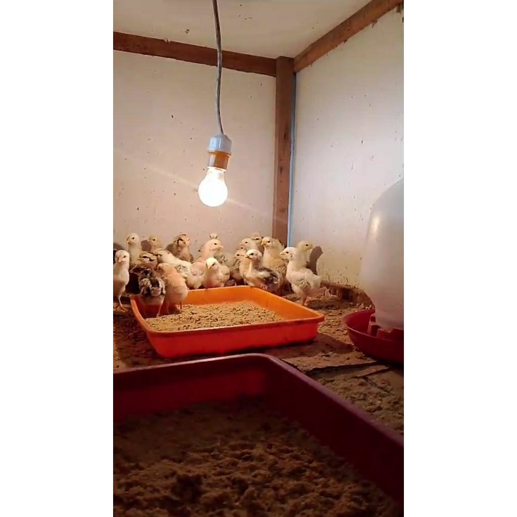 DOA IBU FARM/ DOC AKY (AYM KAMPUNG YUDISTIRA /AYM KAMPUNG PEDAGING)