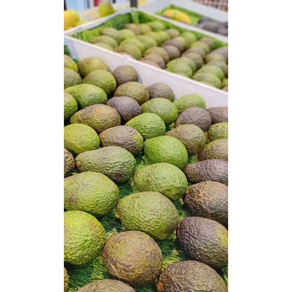 Alpukat hass super buttery 1kg