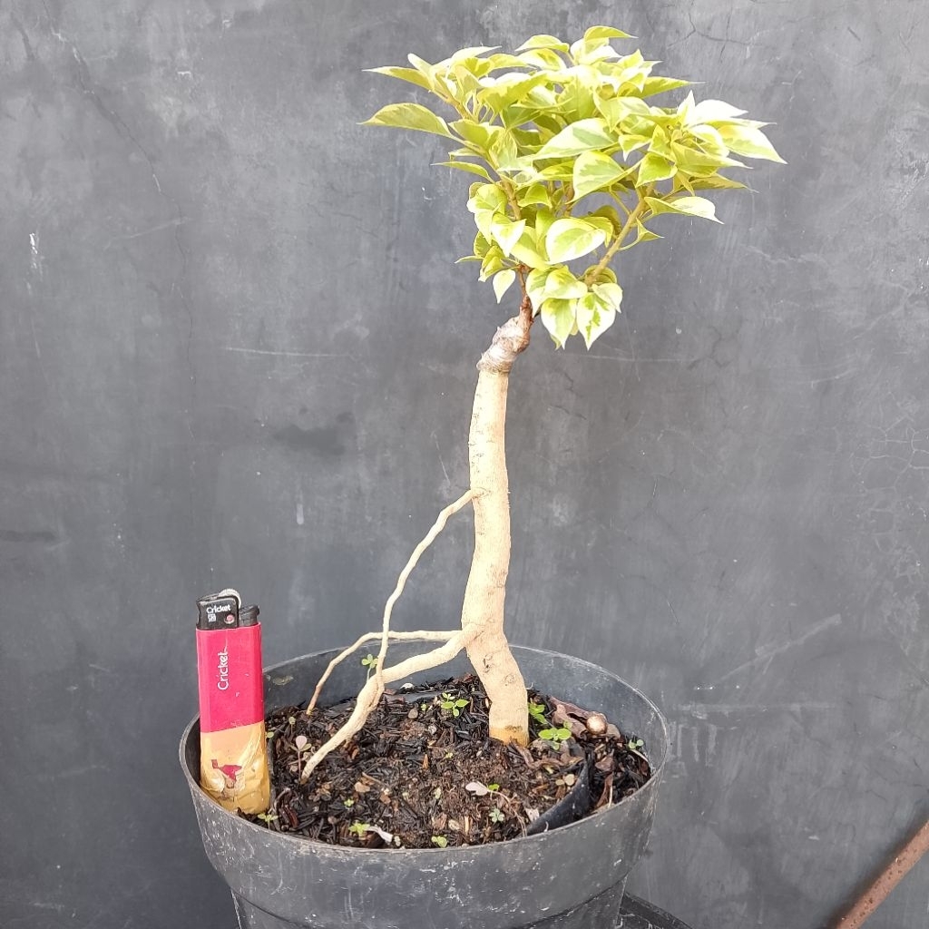 Bougenville Singapore variegata bunga pink sesuai foto