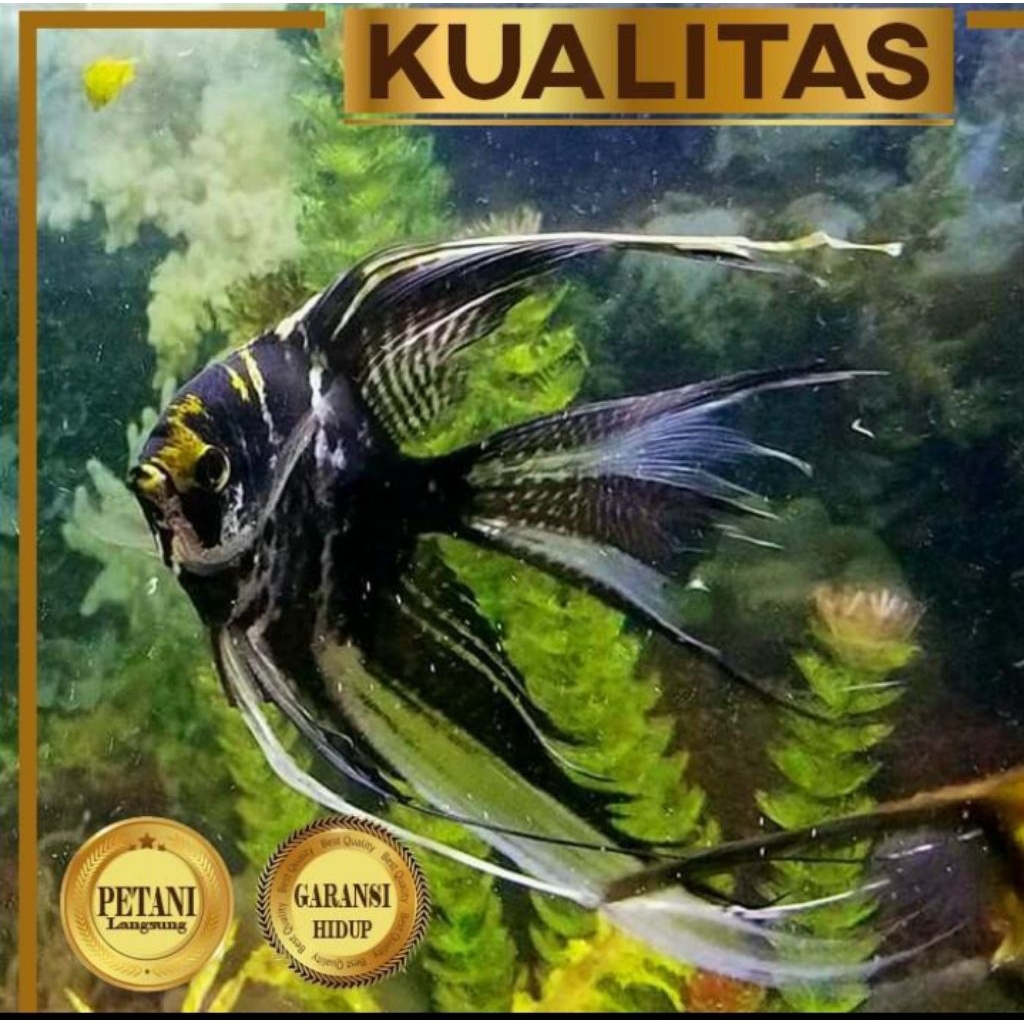 10 Ekor Manfish Tricolor Slayer