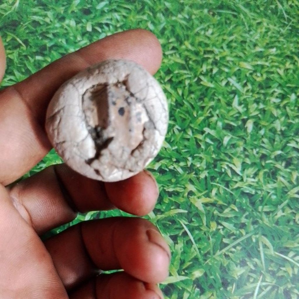 batu posil kebungkus batu jolo sutro unik asli alami butat koleksi