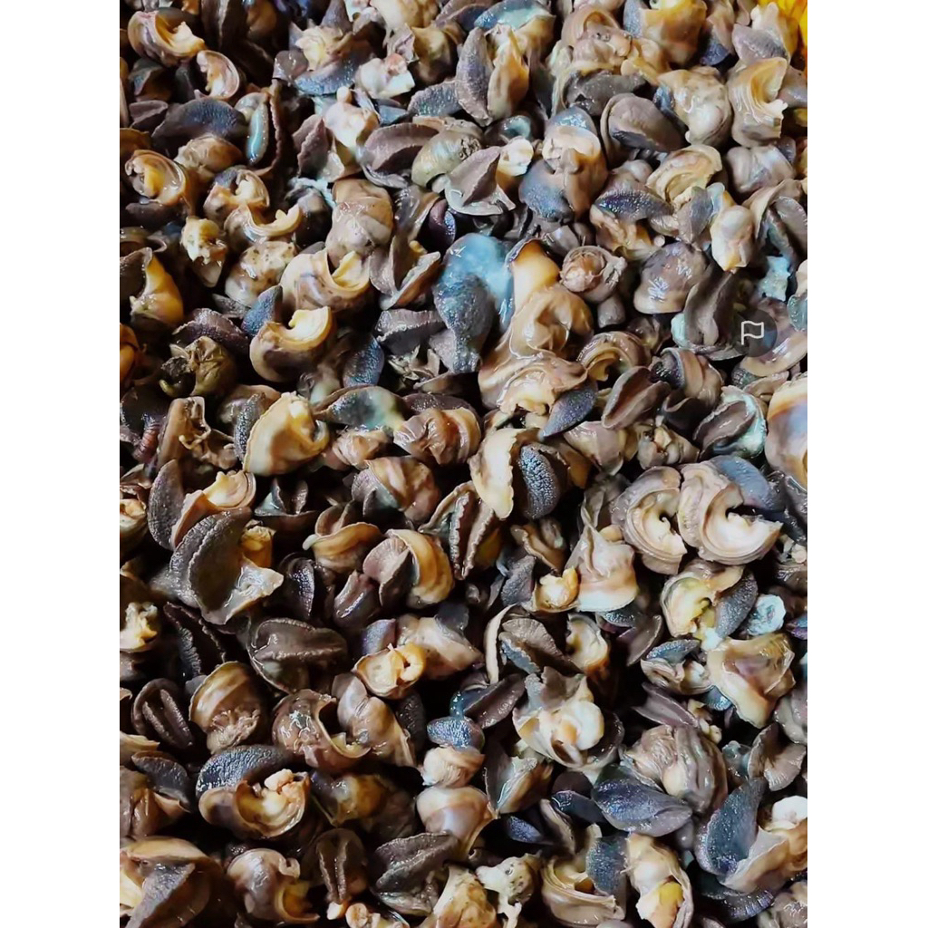 bekicot 1 kg