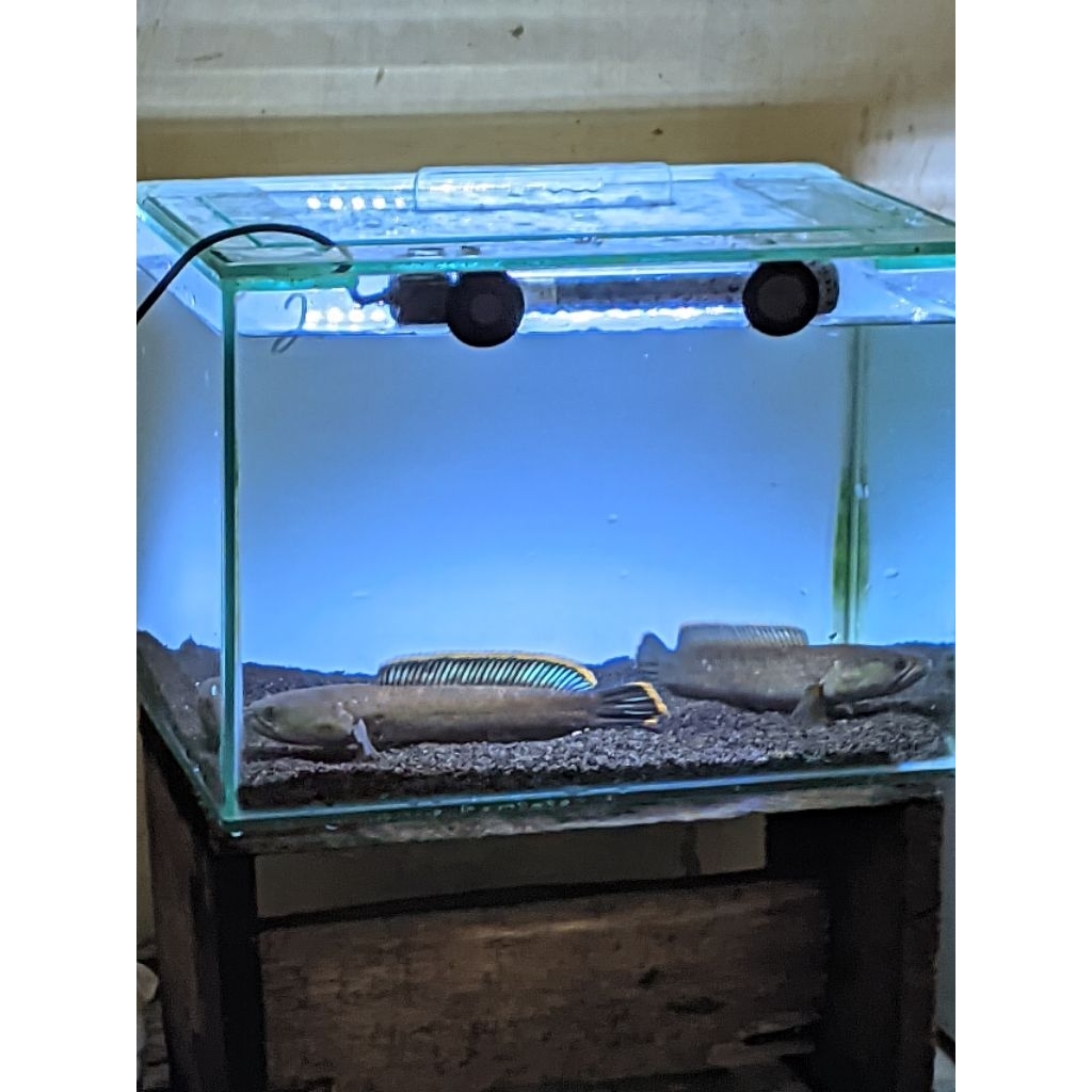 pair limbata
