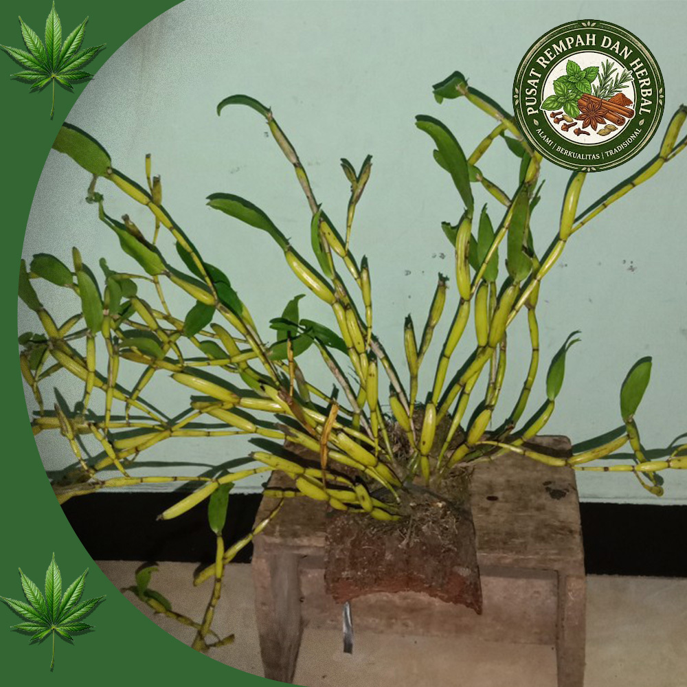 anggrek flicking tulang berbungan wangi