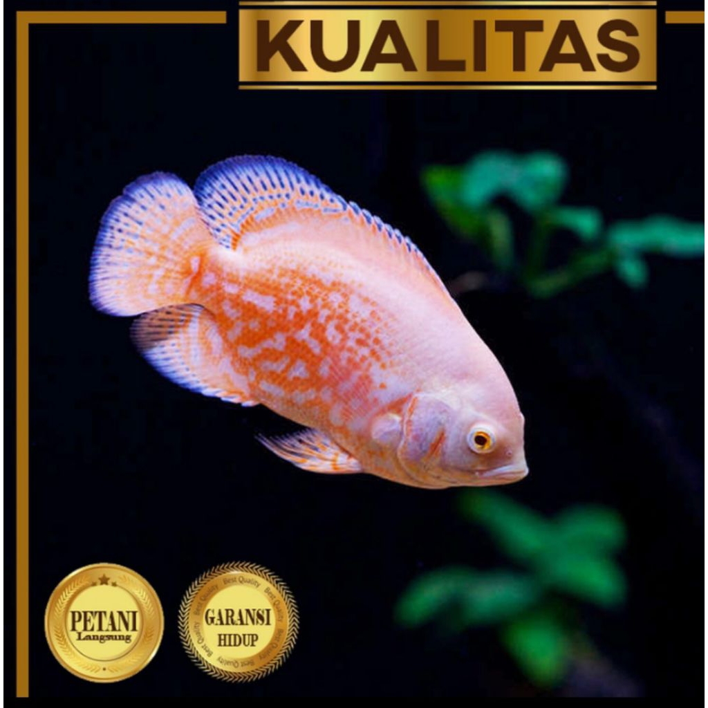 Oscar Batik Albino Ikan Hias Hiasan Aquarium