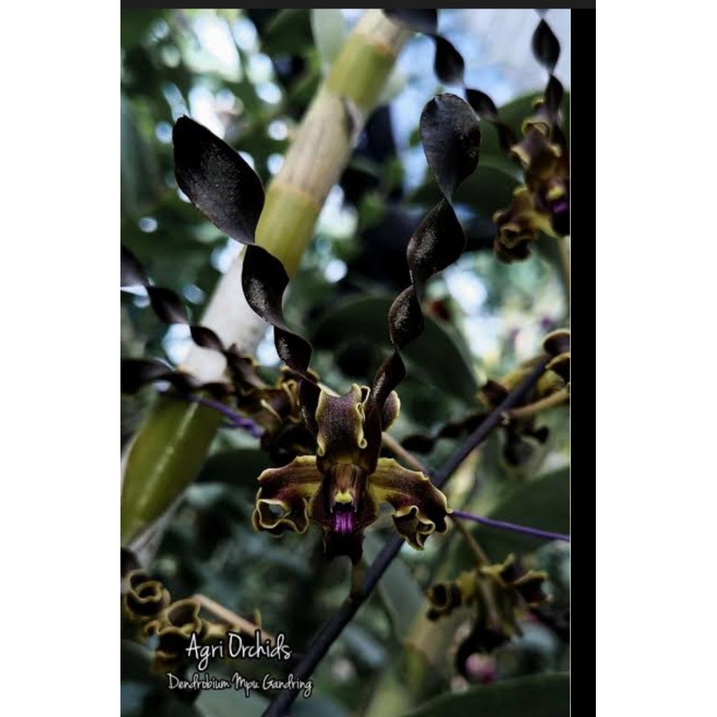 Anggrek Dendrobium MPU Gandring Sedling