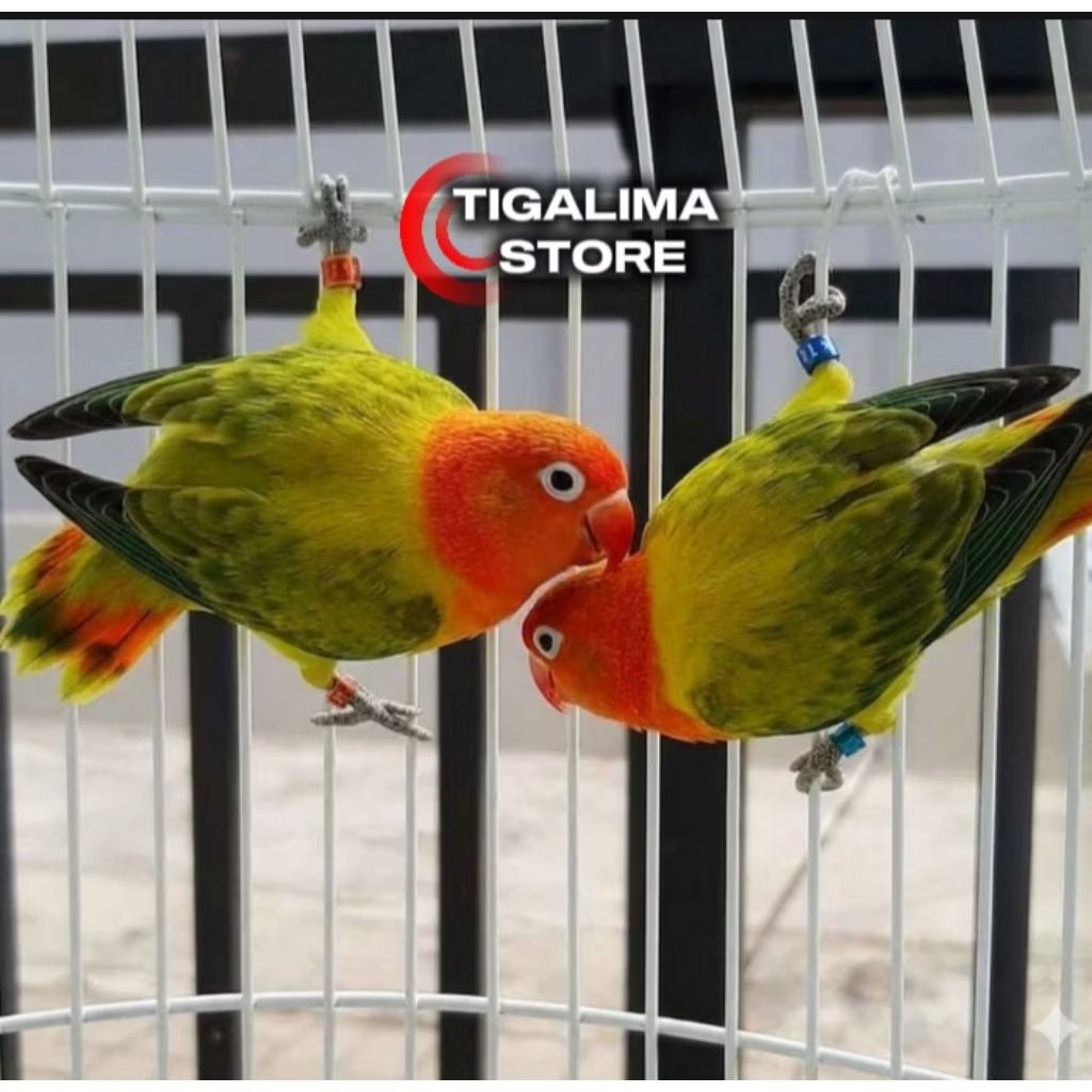 BURUNG LOVBIRD BIOLA EUWING GOLD SEPASANG