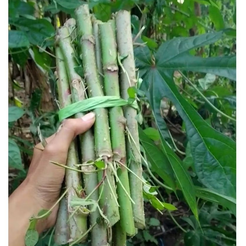 Bibit Ketela Papua/Telo Papua 1kg panjang bibit 25cm siap tanam