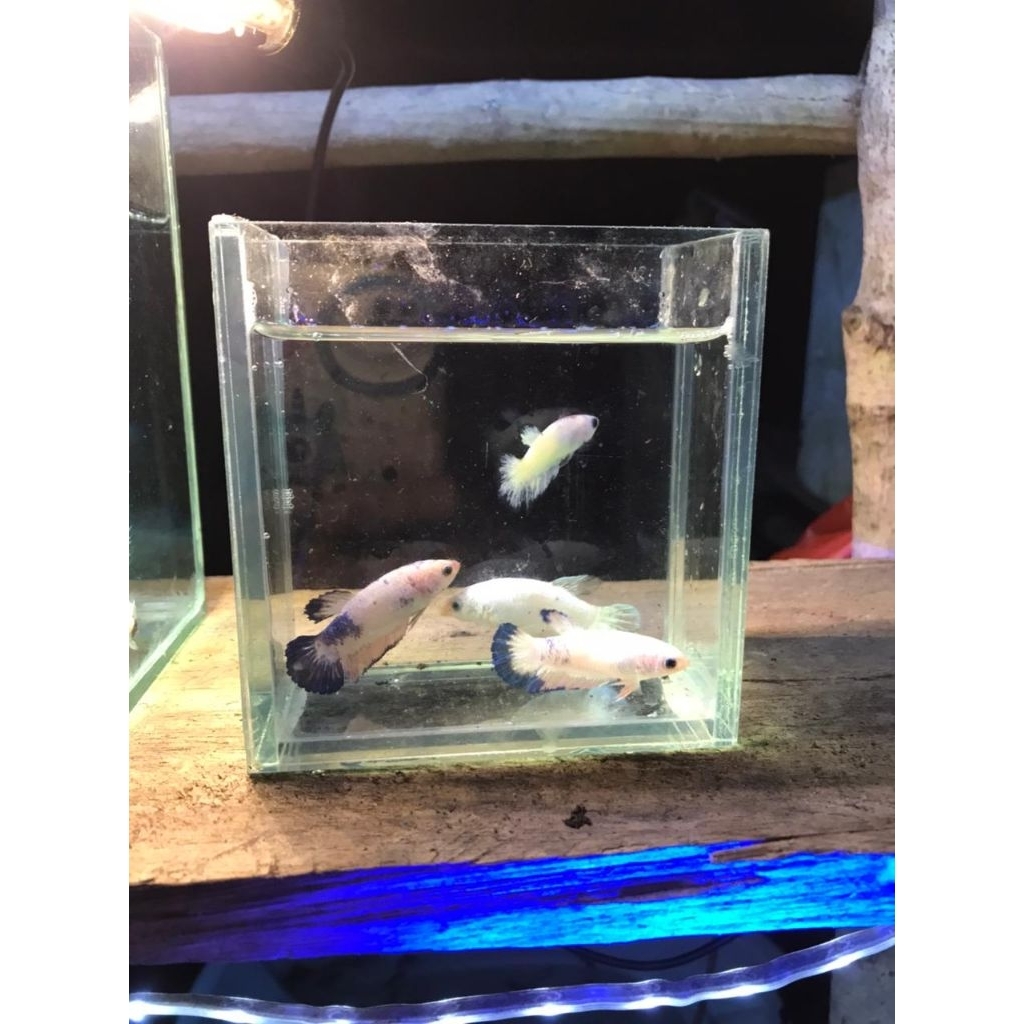 ikan cupang betina flamingo female flamingo marbel promo bergaransi top grade ikan cupang full telur