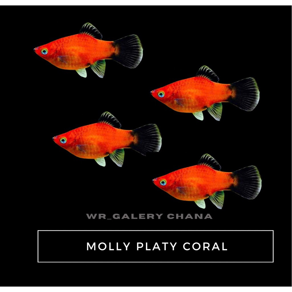 Kebutuhan Aquarium Platy Coral