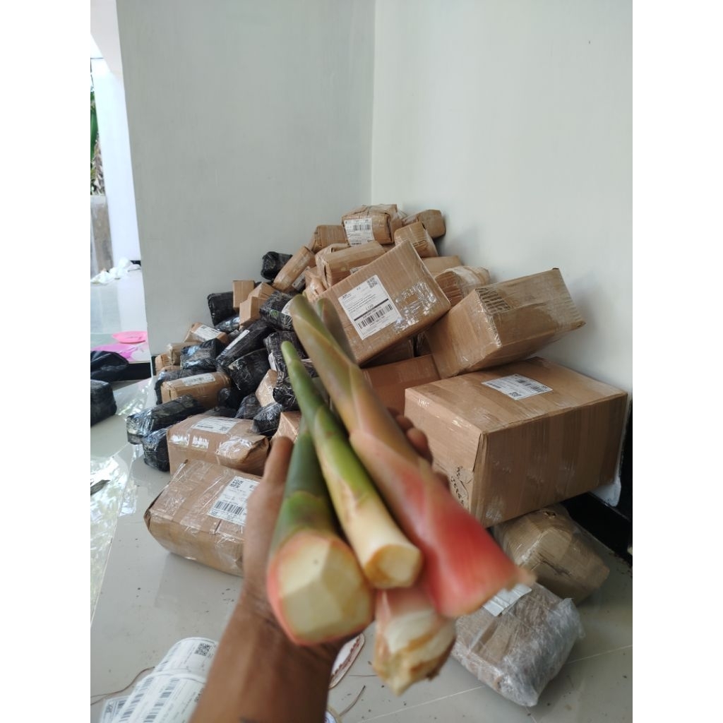 batang combrang muda/humbut combrang 1KG