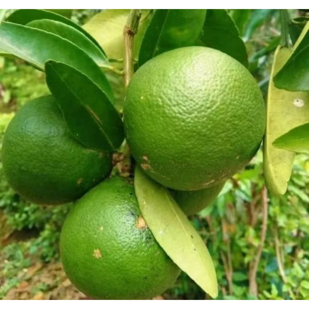 ready jeruk Bali mini segar 1KG