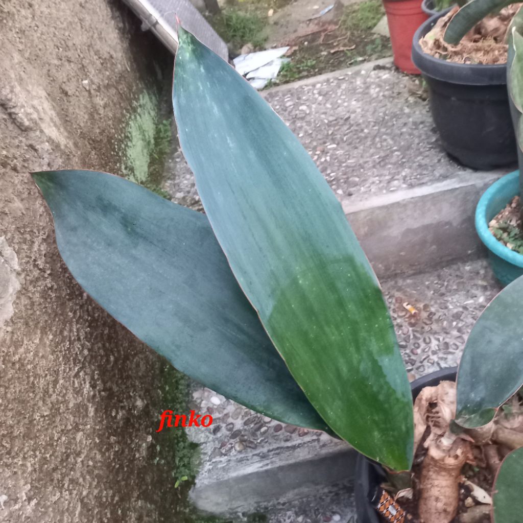 ES. 22404. sansevieria sp. Tanzania