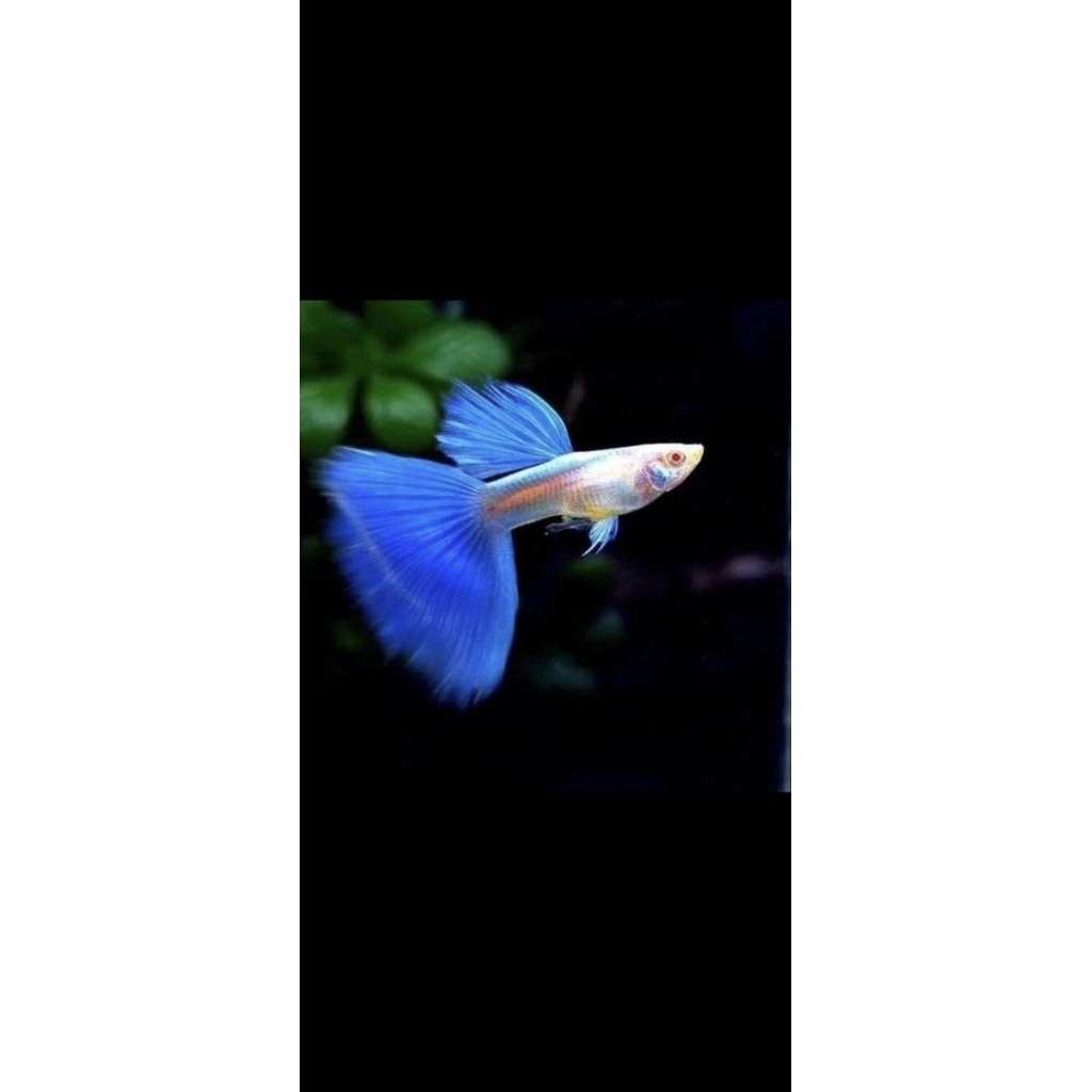 MAINAN GUPPY PREMIUM SKY BLUE , TOPAZ , SKY RED  (SEPASANG /1PAIR) INDUKAN SIAP KAWIN