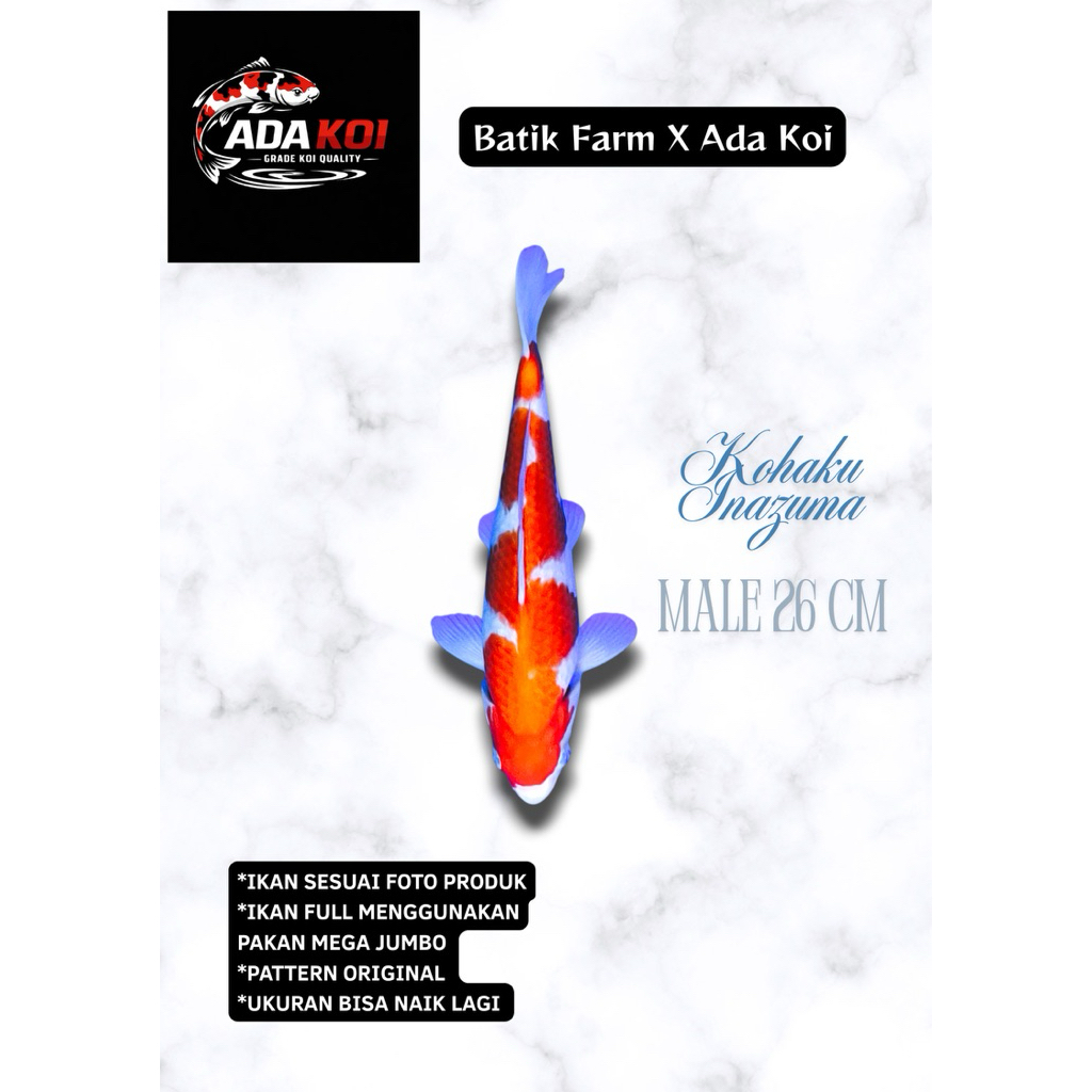 Kohaku Inazuma SQ - Ikan Koi Blitar SQ - Koi Blitar - Ikan Koi