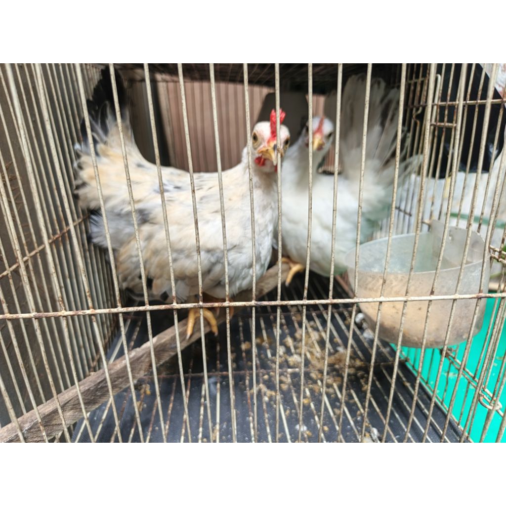 Ayam Kate chabo blacktail Crosing.