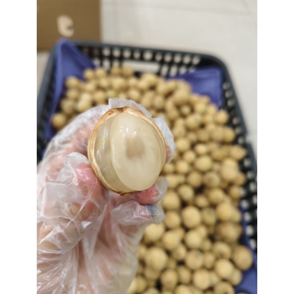 Duku palembang super manis