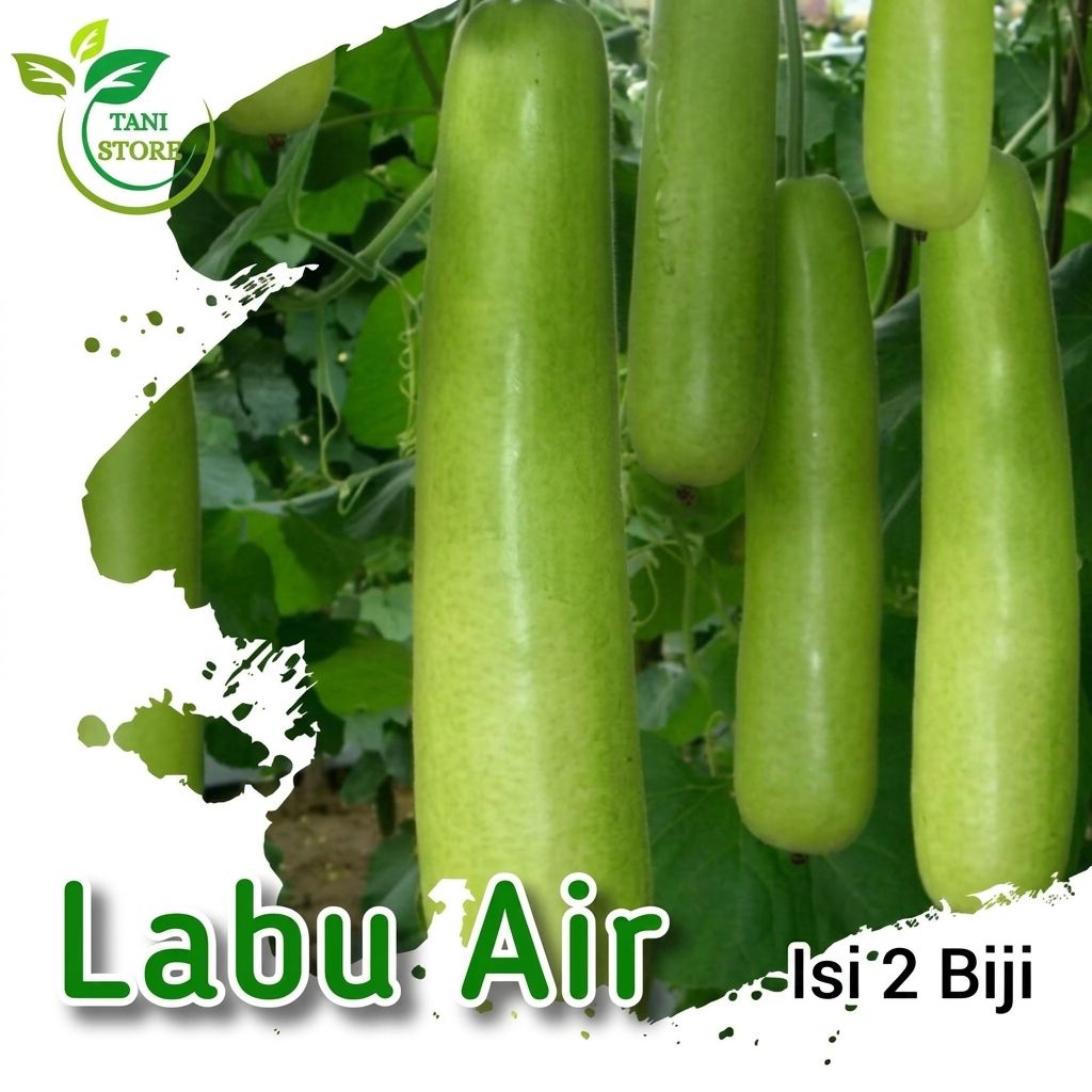 ±2 biji benih labu air panjang_bibit labu air