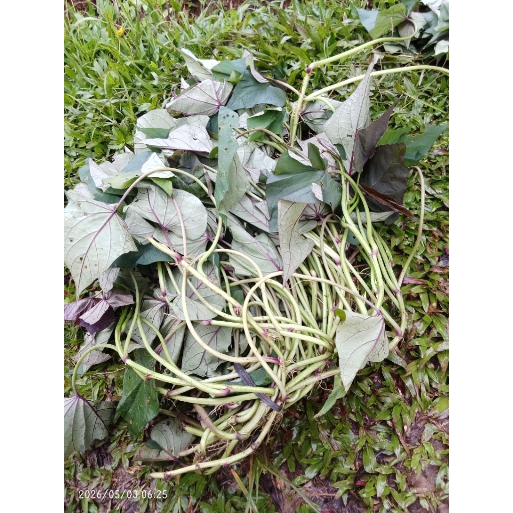 Bibit ubi jalar ace /ubi jalar kulit putih/daging putih/ubi jalar langka per 20 batang