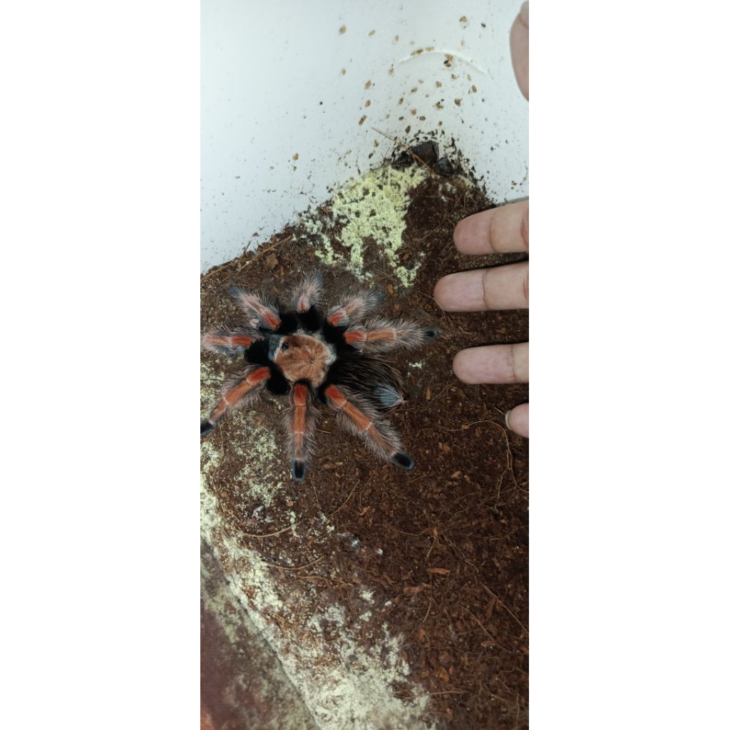 Brachypelma boehmei adult