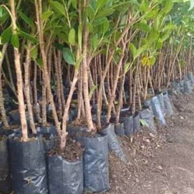 beringin kimeng - bahan bonsai kimeng - cangkok kimeng - bonsai ekonomis