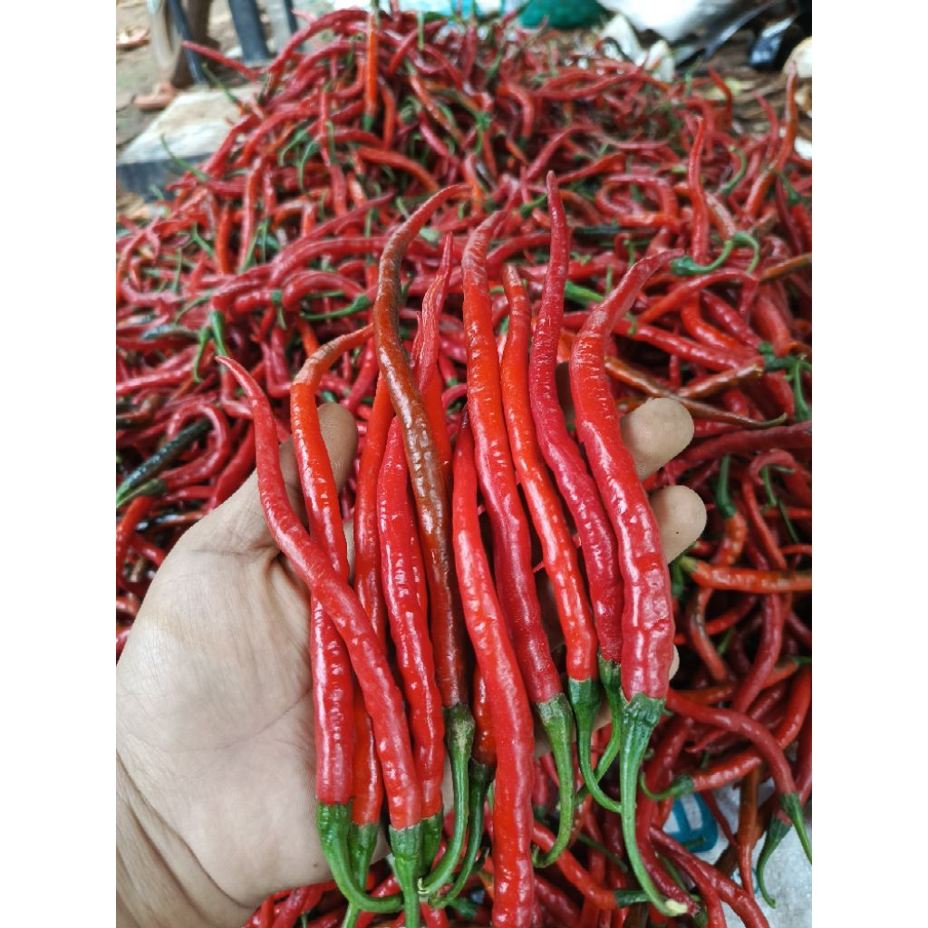 Cabe merah keriting 1 kilo fresh termurah