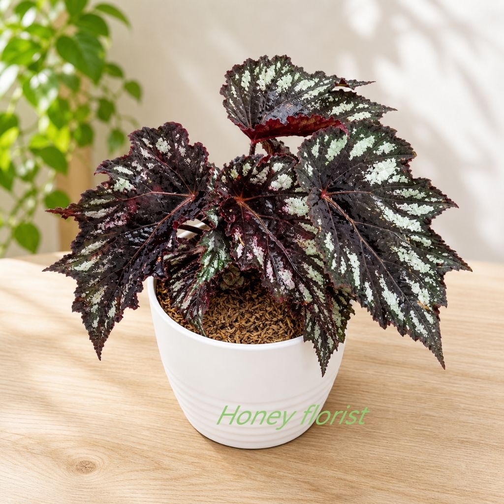 begonia black garuda tanaman hias begonia daun unik