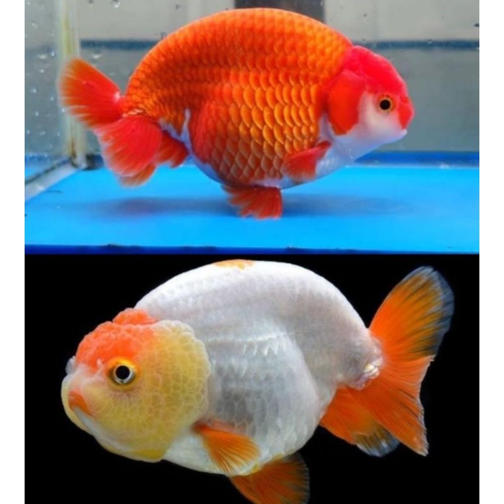 TERLARIS, ikan mas koki ( Rancu ) , ikan hias air tawar aquarium dan Aquascape