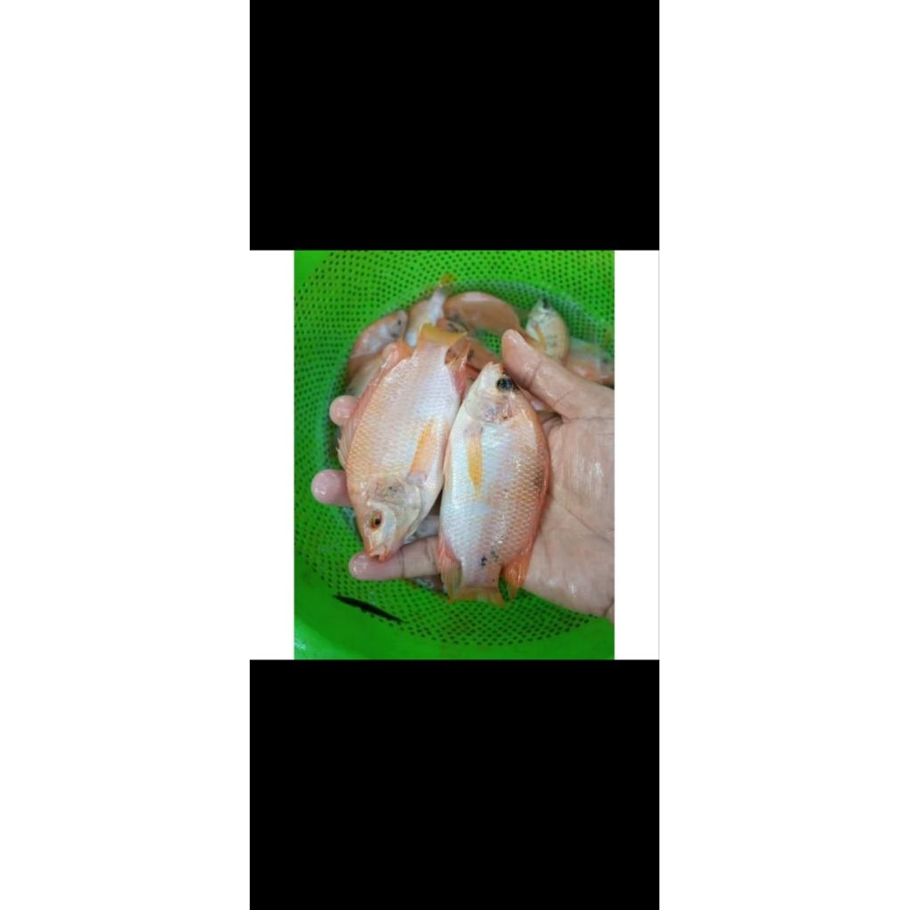 Bibit Ikan Nila Merah Bangkok Ukuran 3 Jari