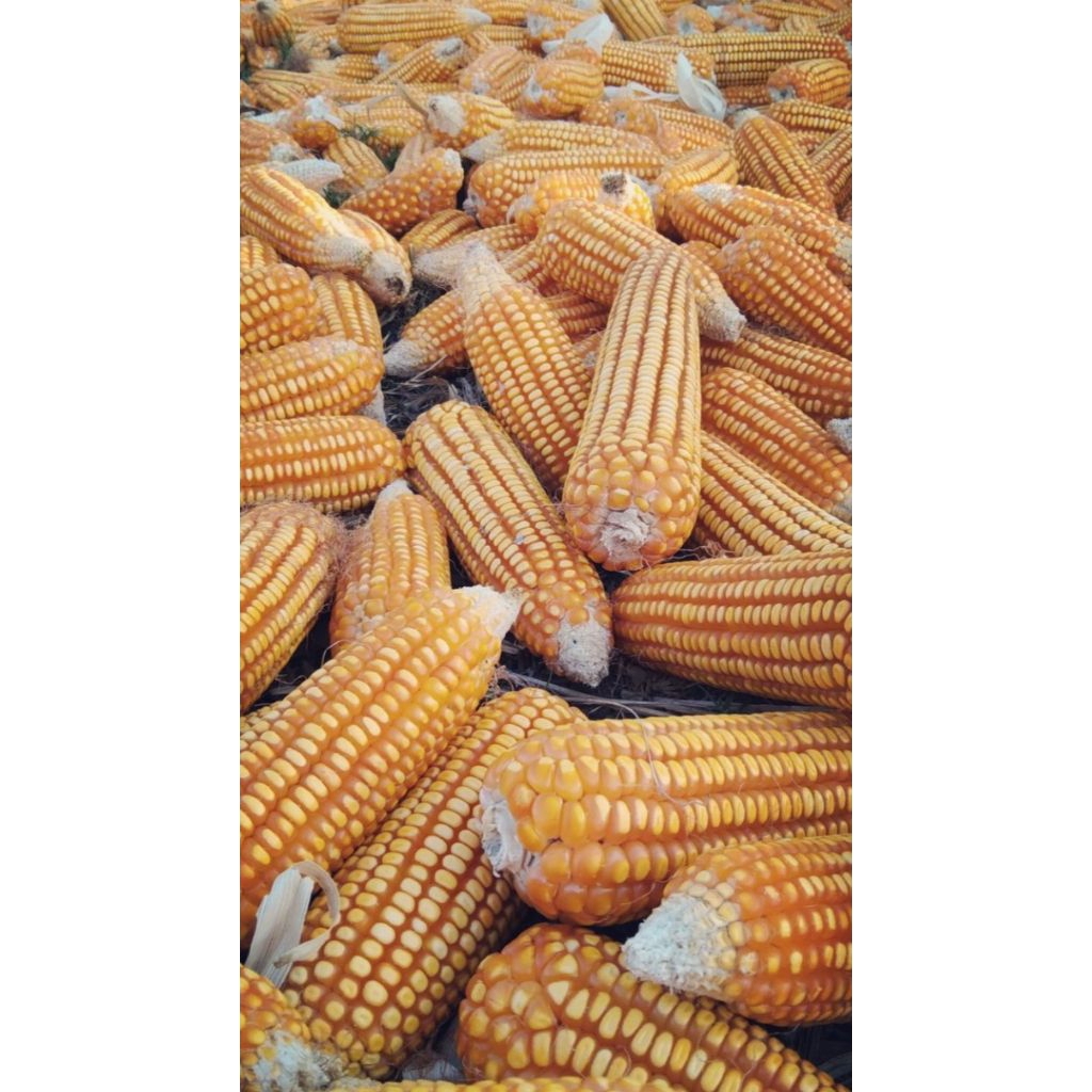 JAGUNG TUA KERING UTUH