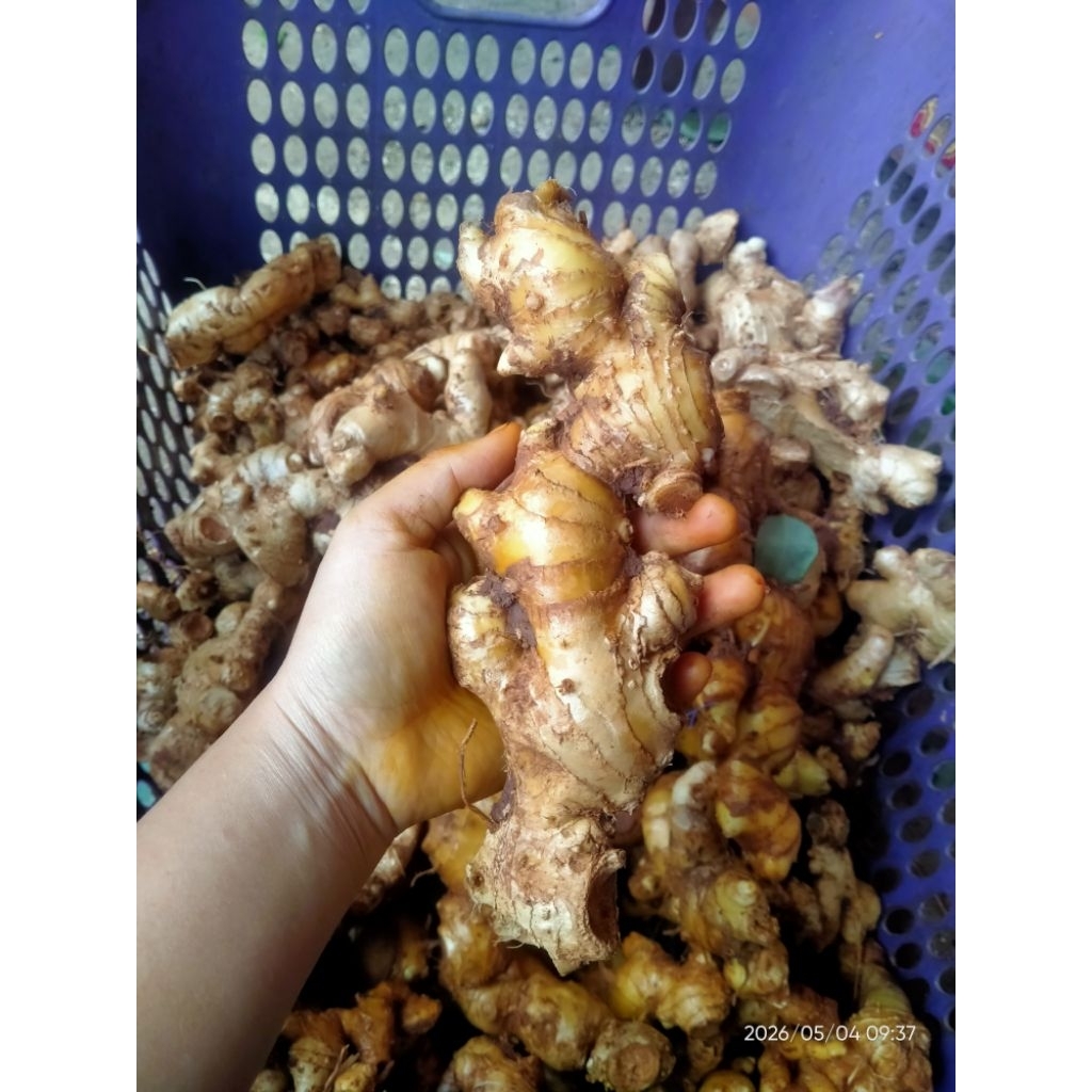 Lempuyang / Lempuyang Segar/ Obat Herbal / Lempuyang bersih 1 kg