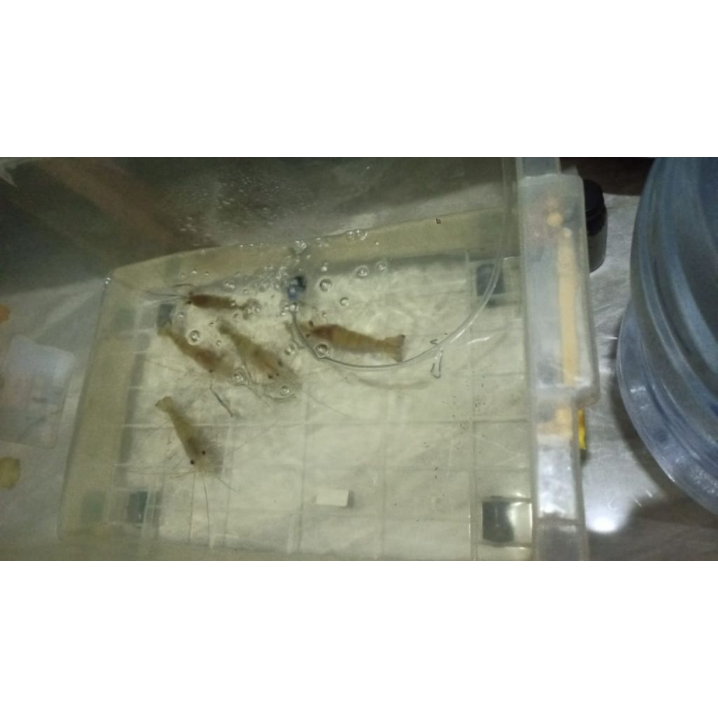 bibit/& indukan udang galah