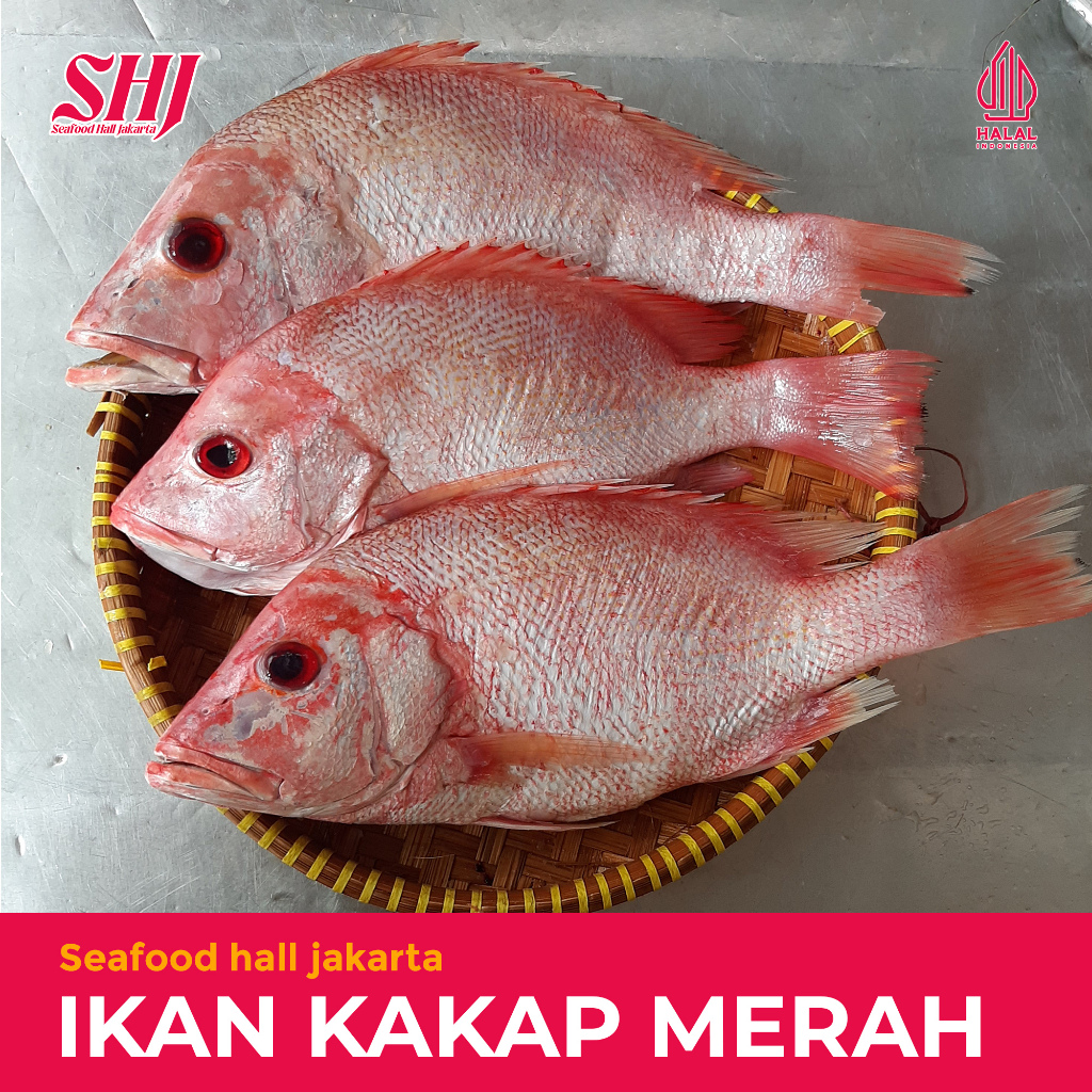 Ikan Kakap Merah Segar 500gr/1kg / Red Snapper 1kg isi 3-4 (BESRIH SISIK)
