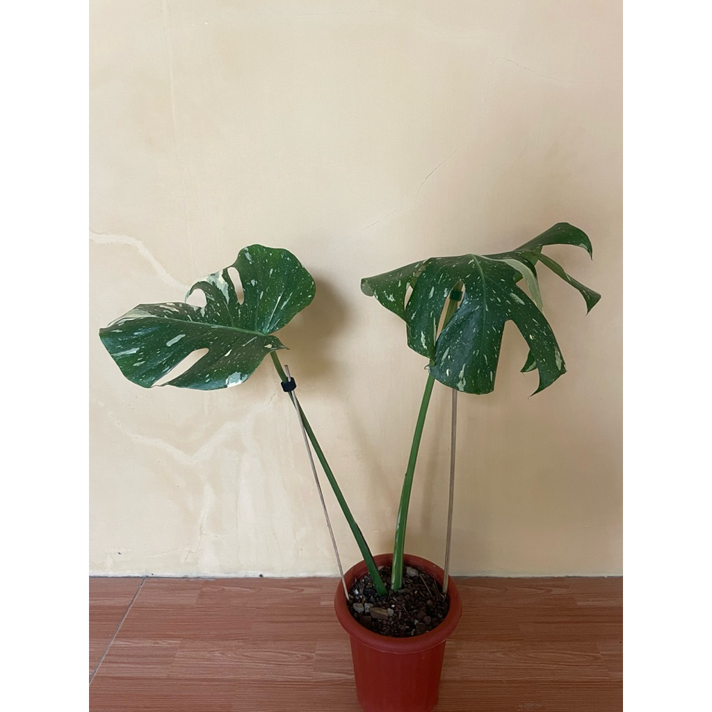 monstera thai constellation