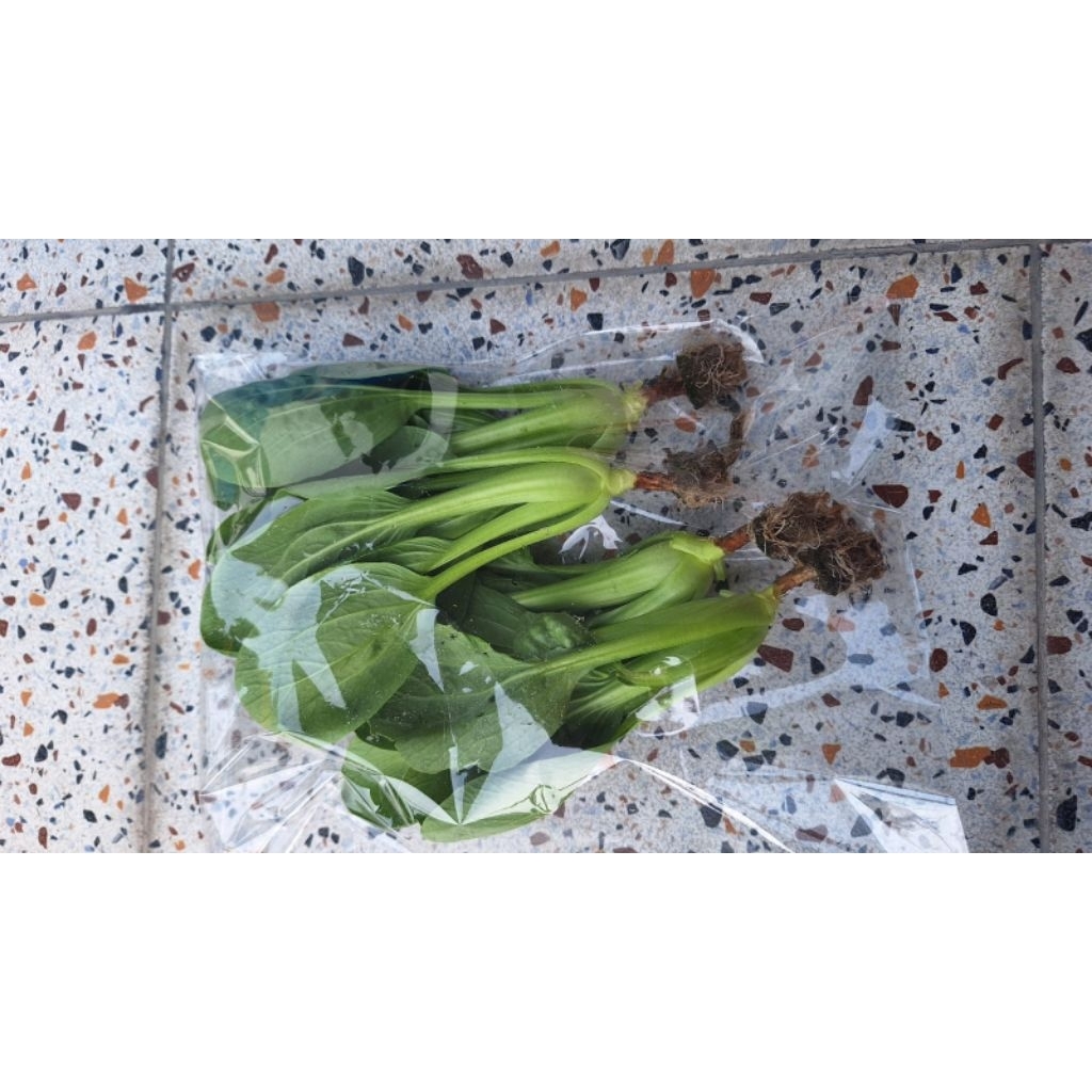 sayuran hidroponik segar