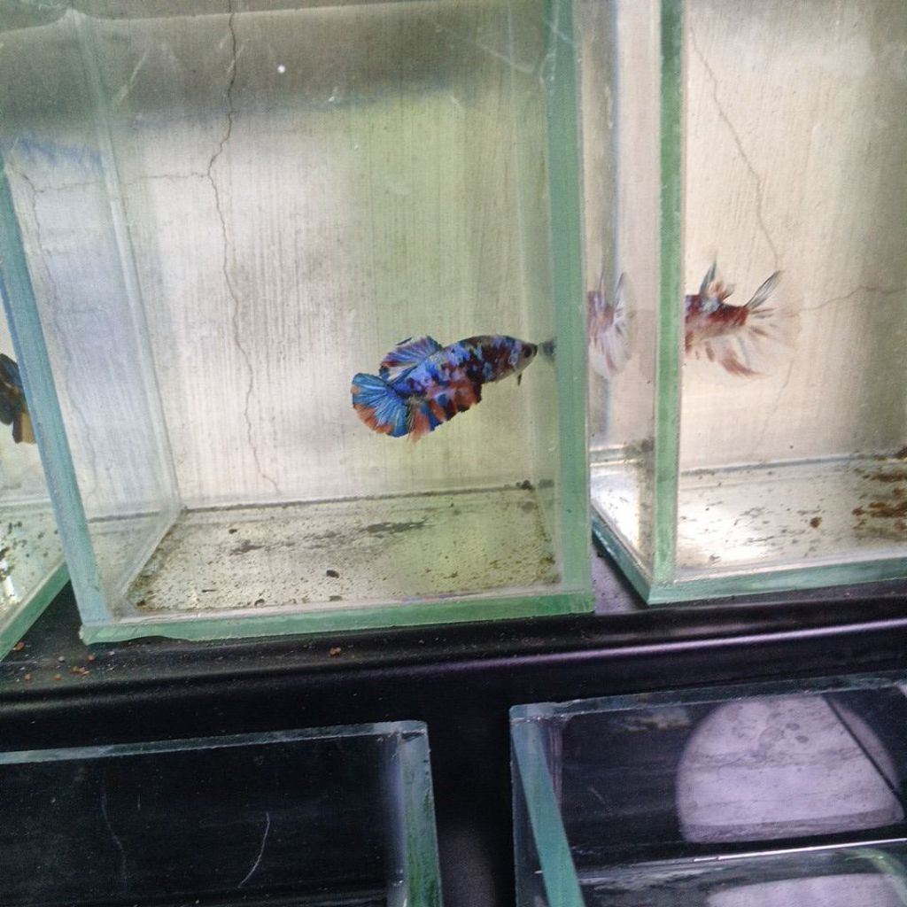 hiasan aquarium mini