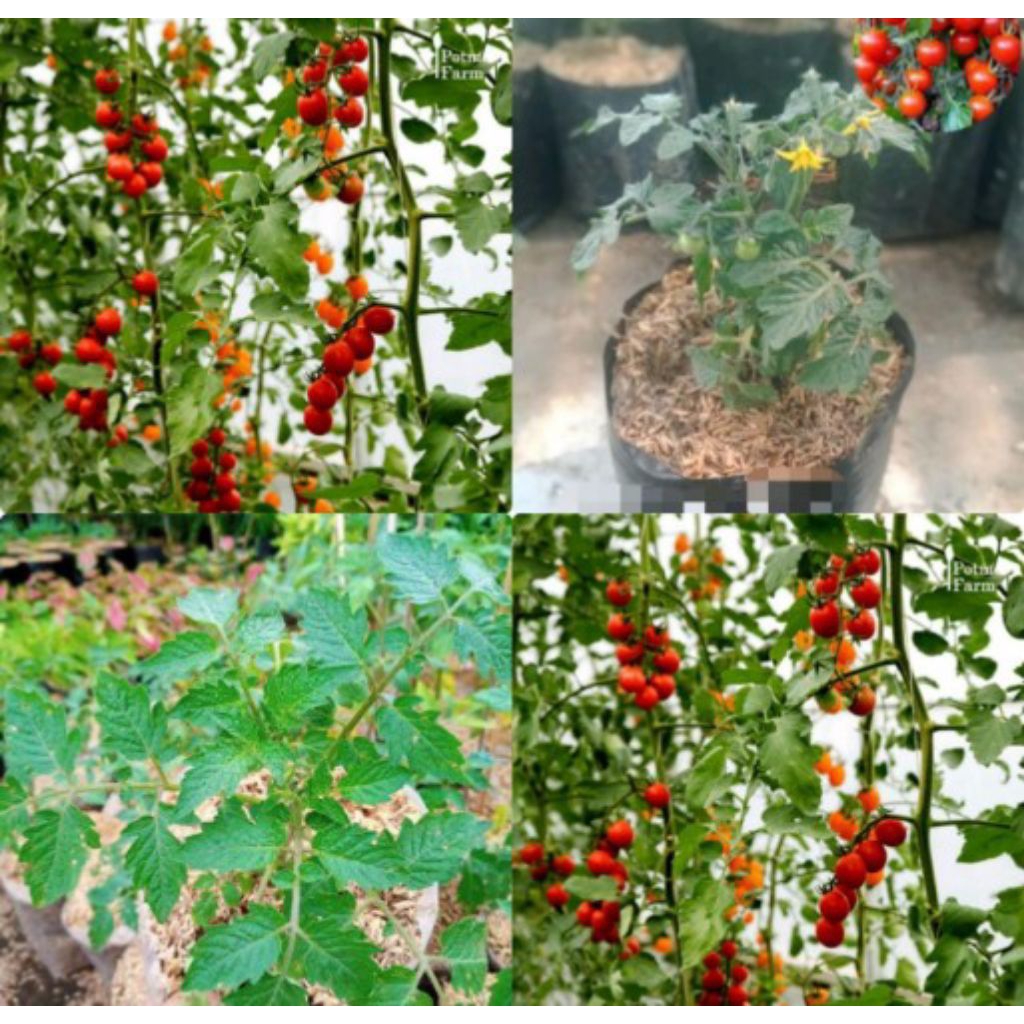 Bibit Pohon Tomat Cerry/Pohon Tomat