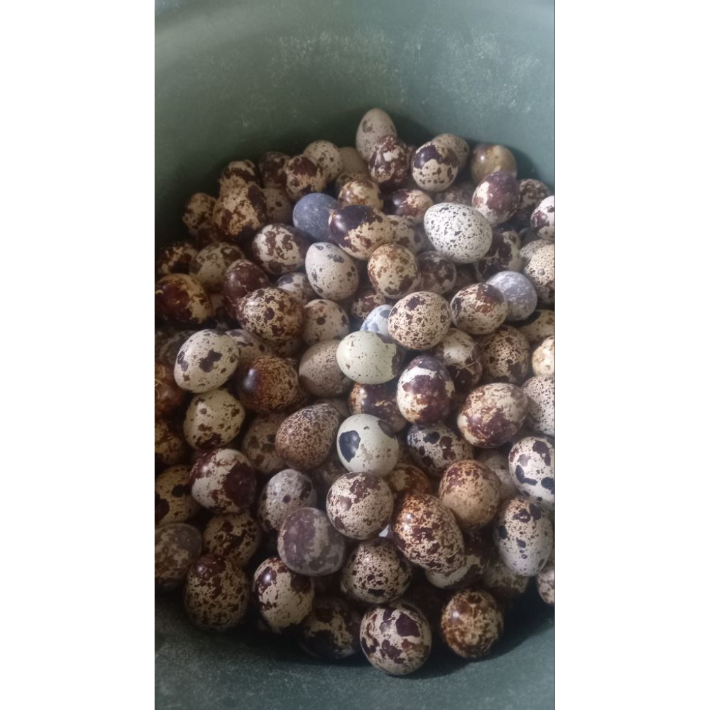 Telur Puyuh Fertil