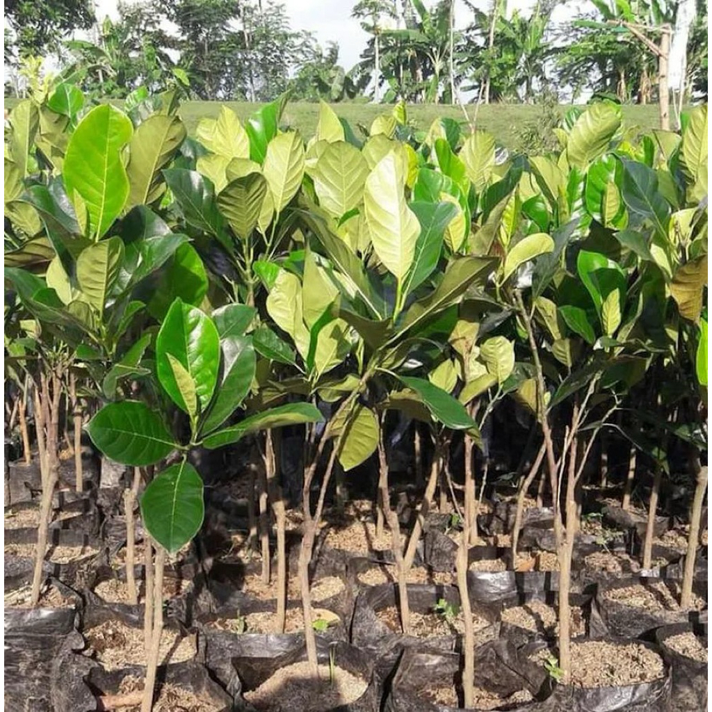 BIBIT CEMPEDAK MADU SIAP BERBUAH