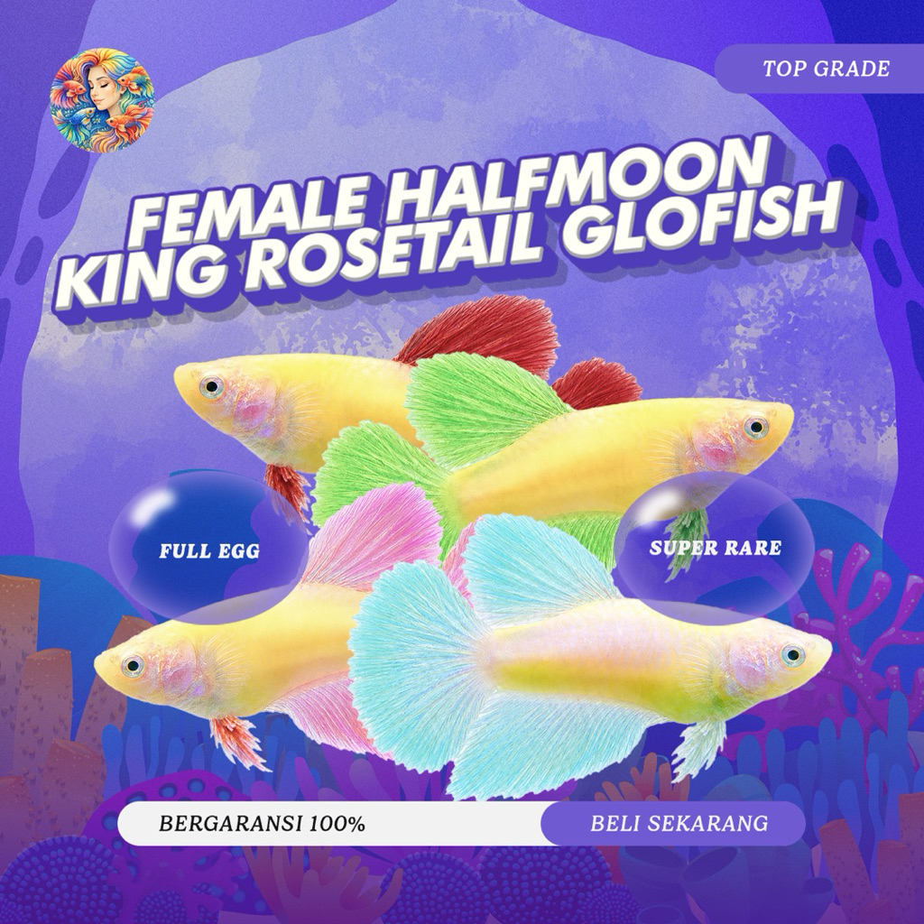 Cupang Aksesoris Aquarium - Female Halfmoon Glofish King Series Super Rare