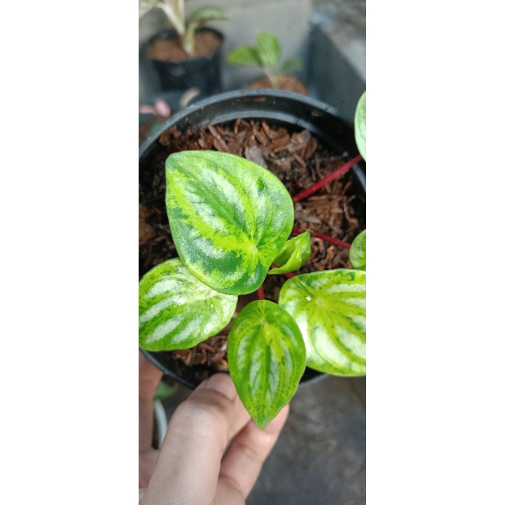 peperomia watermelon variegata / varigata