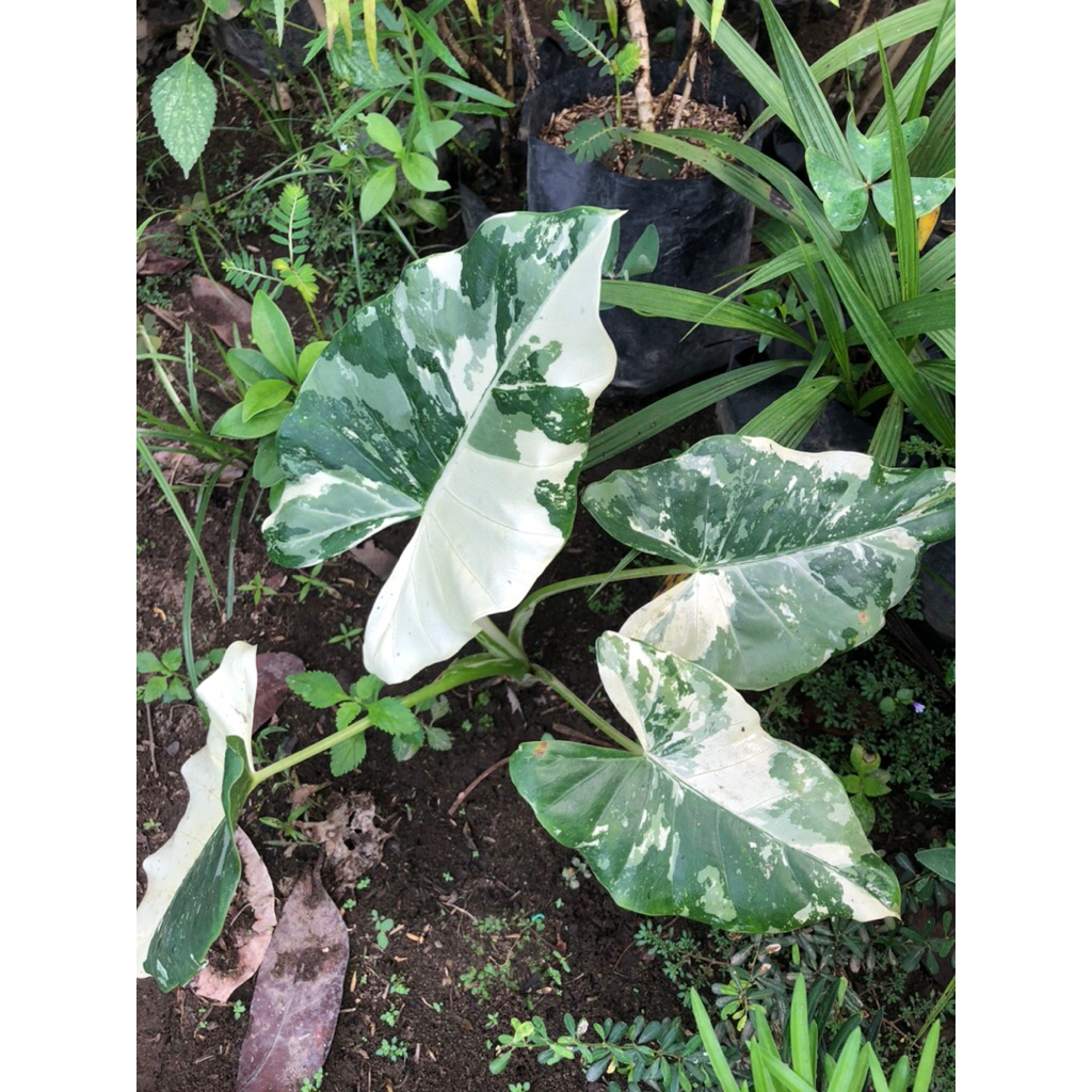 Tanaman Hias Sente Varigata Lompong Varigata