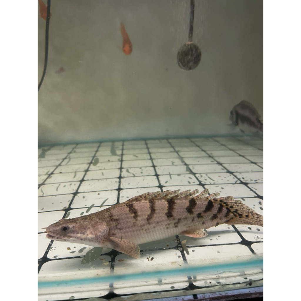 Hiasan Aquarium Palmas Delhezi Royal tiger SB (palmas delhezy)